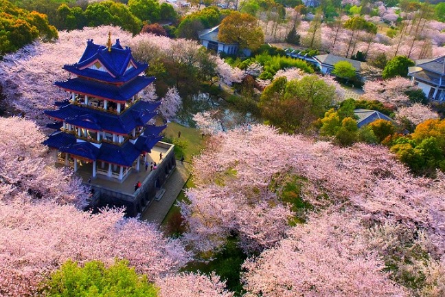 Wuxi's Yuantouzhu Cherry Blossom Festival to bring tech-infused viewing experience