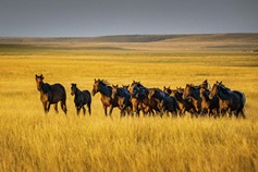A photographer's lens reveals the spirit of horses