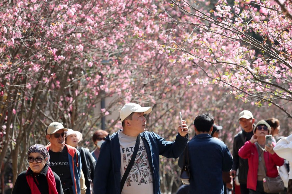 Crabapple flowers and cherry blossoms create springtime splendor in Yunnan