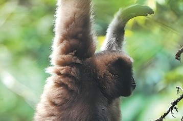 Skywalker unveiled in Yunnan's treetops