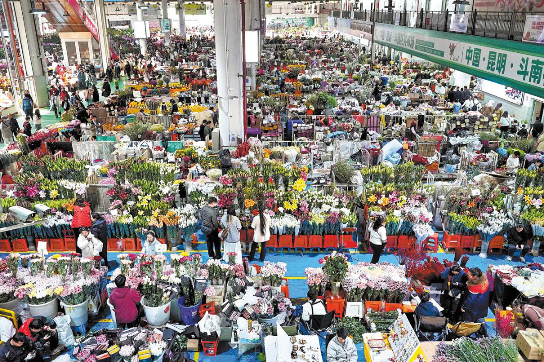 Yunnan's flower market blooms for Spring Festival
