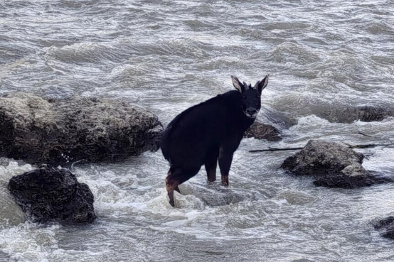Stranded Chinese serow rescued and released back into the wild in Yunnan