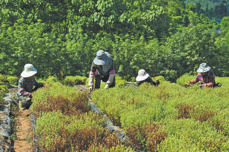 The green gems of Yunnan