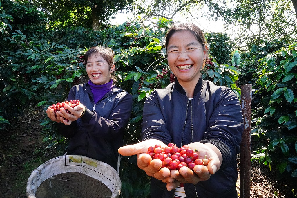 Yunnan tops the nation in coffee exports