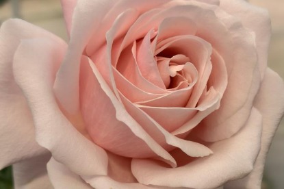 Yunnan rose proposed to be named after deceased Xinjiang official