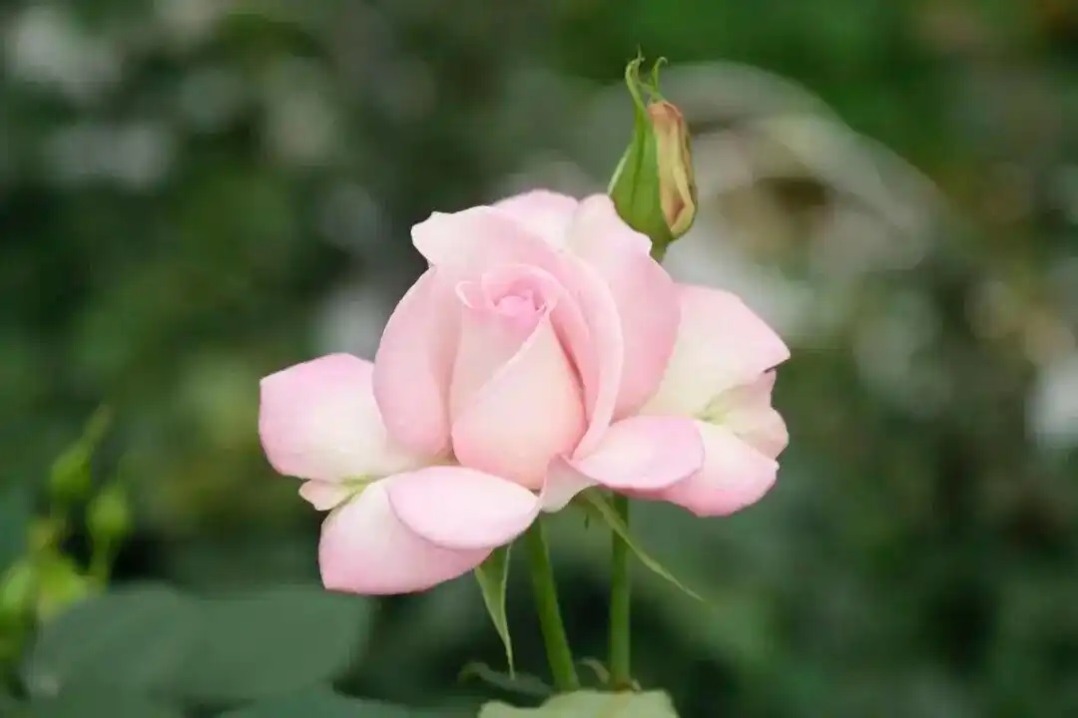 Yunnan Flower Research Institute crowdsources naming of new varieties