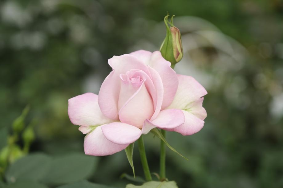 Yunnan rose named after uncle 'who looks like a flower'