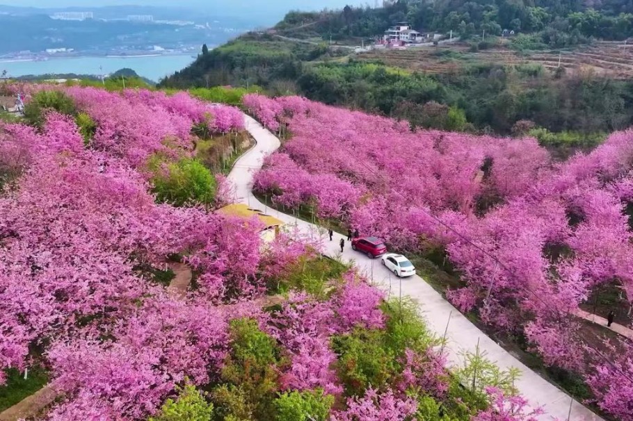 Thousands of cherry blossoms bloom in Chongqing, drawing visitors