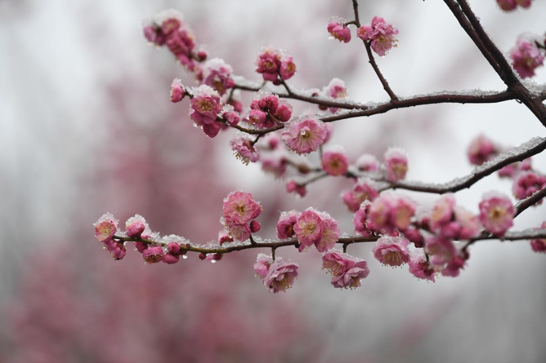 Spring snow blankets red plum blossoms in Guangping county, Hebei