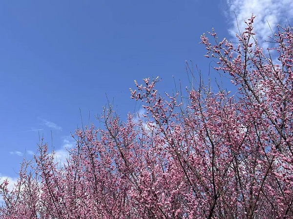 Spring blooms across Guiyang: A floral wonderland awaits
