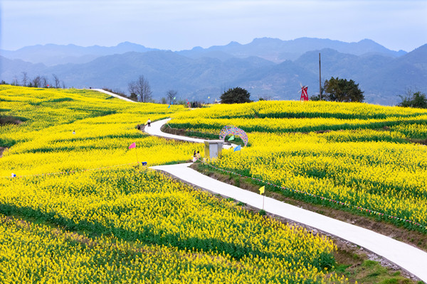 Canola flowers bloom in Liangjiang 