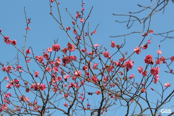 Qingdao launches extensive spring tourism campaign