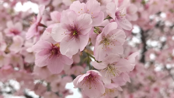 Early cherry blossoms bloom in Ningbo