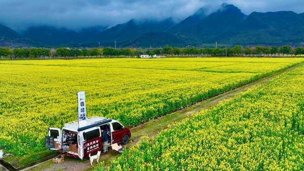 Rapeseed flowers bloom in Ningbo