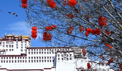 Red lanterns light up Lhasa as festive cheer builds