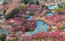Yangzhou's Slender West Lake launches plum blossom festival