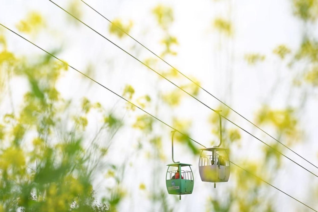 'Ride to spring' becomes a major tourist attraction in Chongqing