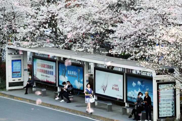 2026 OVC Cherry Blossom Viewing Guide