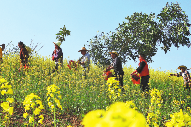 National forest cover grows to 25%