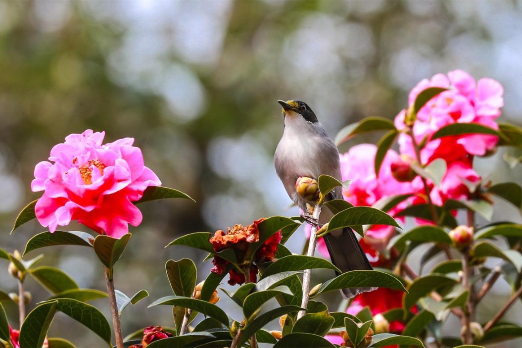 Birds revel in the beauty of camellia flowers in Yunnan