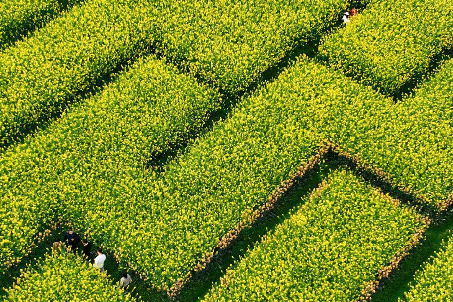 Chengdu rapeseed maze draws spring crowds with living plant labyrinth