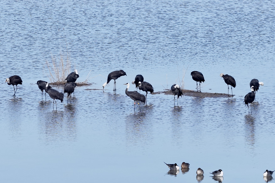 Hebei wetland welcomes peak season for spring migratory birds