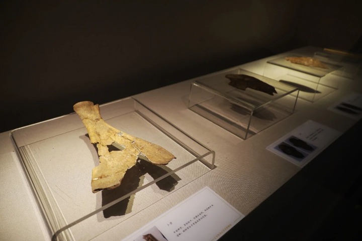 Oracle bone scripts unlock secrets of ancient China at Shanghai exhibition