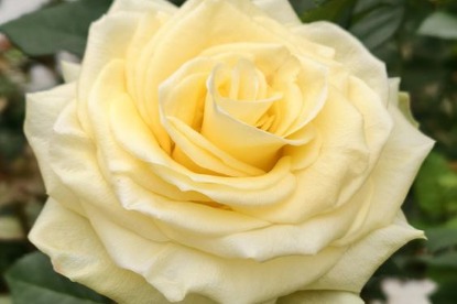 'Wenxiu' rose pays a tribute to deceased Guangxi official