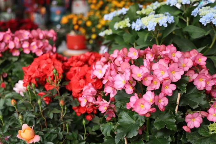 Zhuhai's largest flower market reopens with fresh look