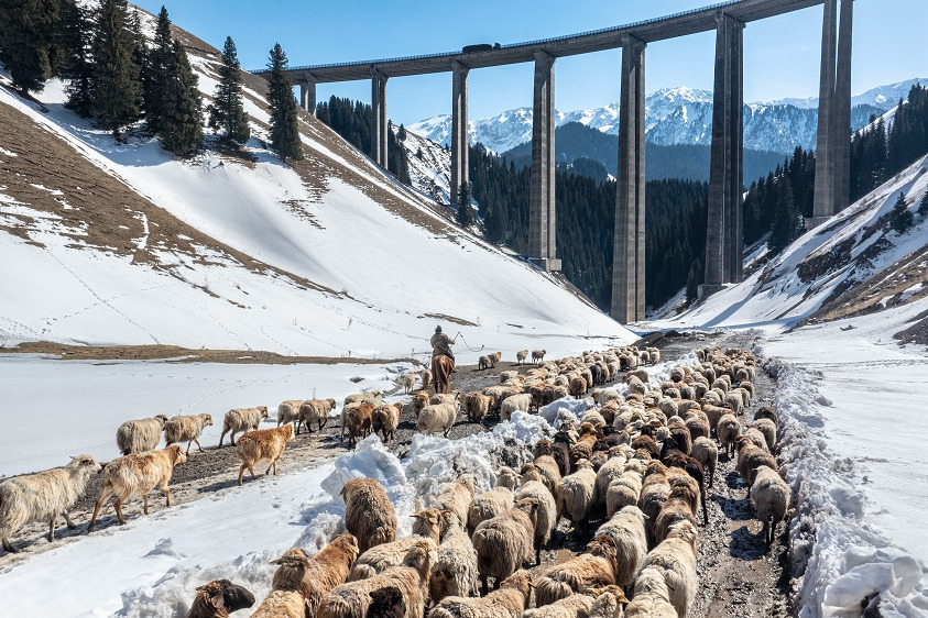Xinjiang herders begin spring migration with government support services