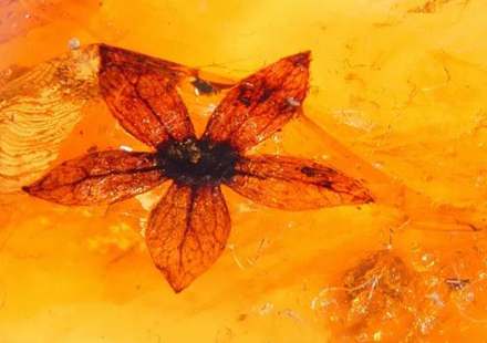 Guangdong exhibition to provide a journey through Chinese flower culture