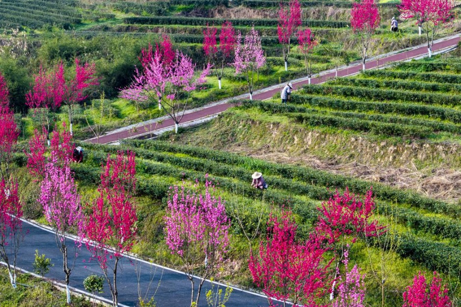 Chongqing tea farmers harvest spring tea in eco-friendly gardens