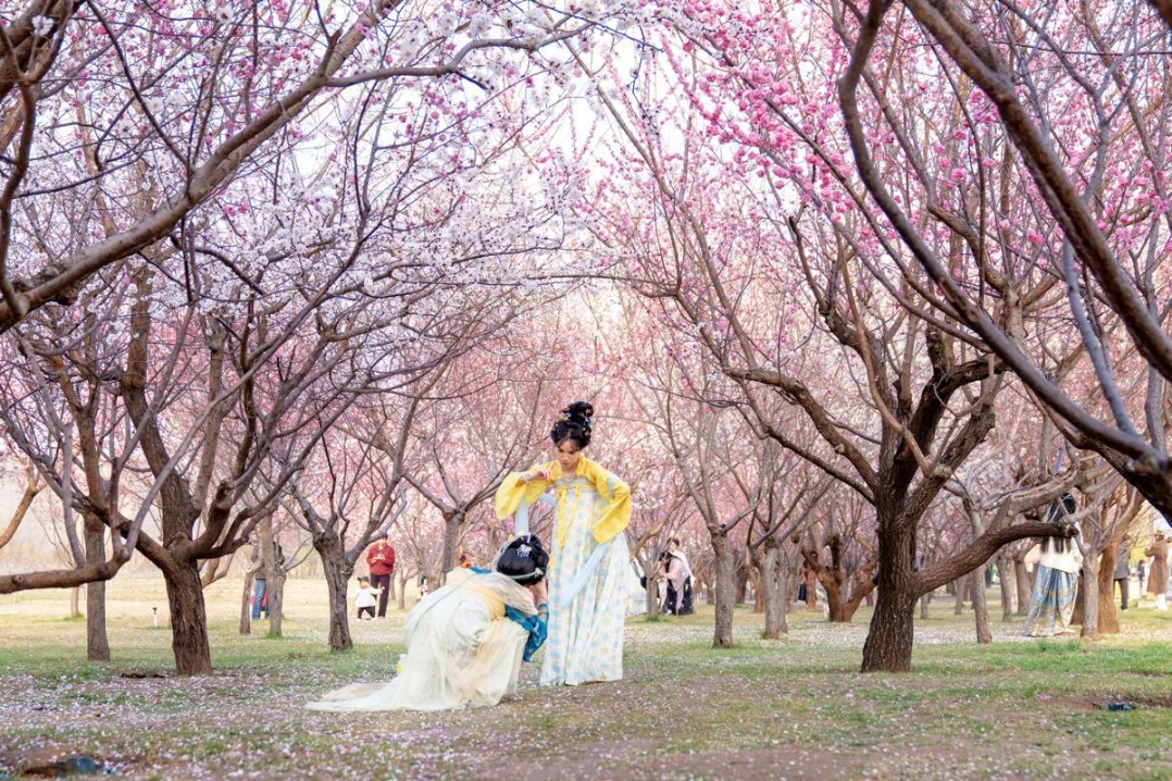 Ancient Zhengding draws spring tourists with blooming peaches
