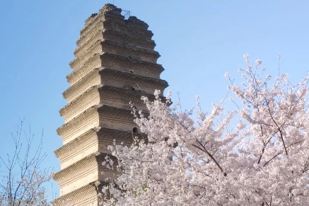 Spring blossoms near Xi'an Museum