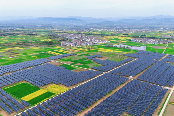 Datang Shaanxi Power drives green growth in crested ibis homeland