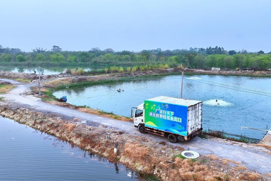Qingyuan mandarin fish reach Hong Kong market for first time
