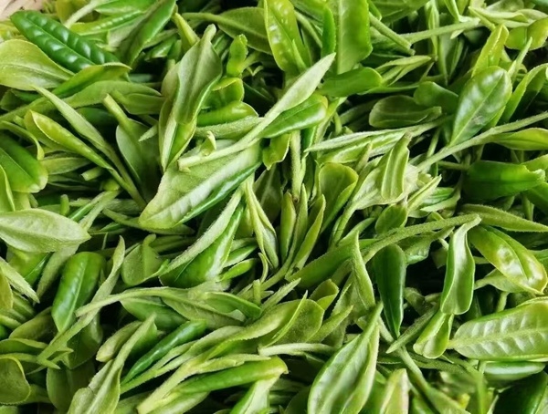 Haiqing tea variety gains official provincial recognition