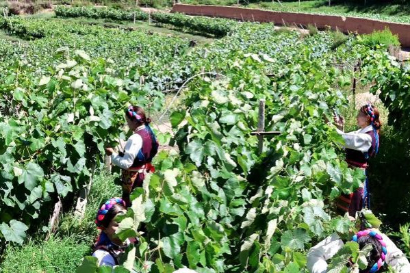 Xizang's Markham vineyards blooms on world stage