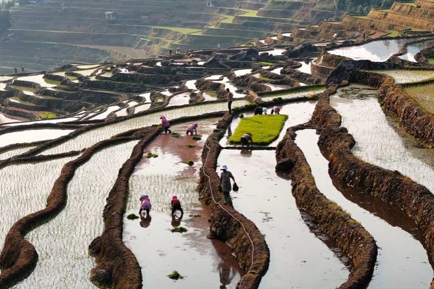 Hani terraces in Yunnan embrace the peak spring plowing season