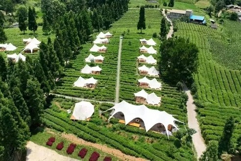 Spring awaits: Your guide to tea gardens in Guiyang