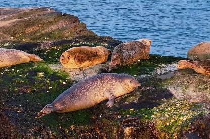 Ecological restoration lures spotted seals, cormorants to Shandong island