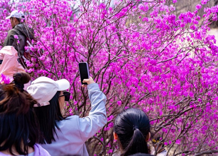 Azaleas burst into bloom at Qingdao scenic area
