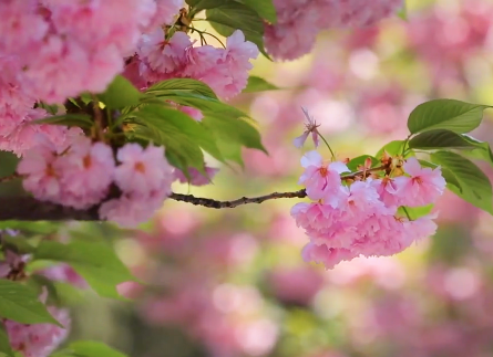 Spring adds color to ancient Daimiao Temple