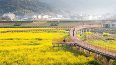 Zhoushan's Liuheng Island celebrates spring with colorful mosaic of flowers
