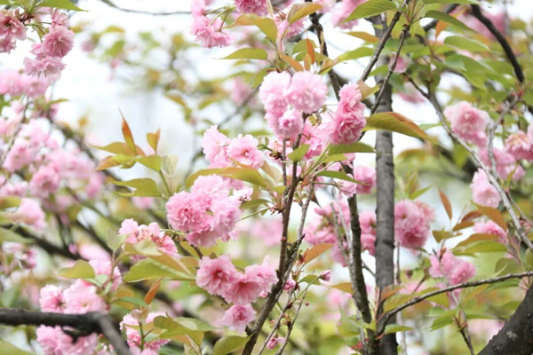 Cherry blossoms in full bloom at Chongqing Garden Expo Park
