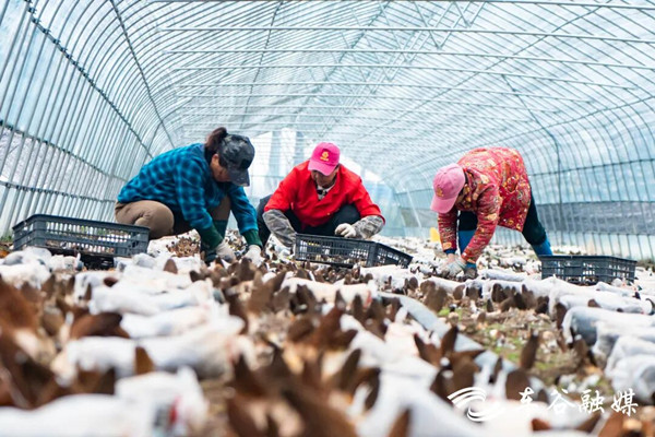 First bumper harvest for WEDZ's morel mushrooms