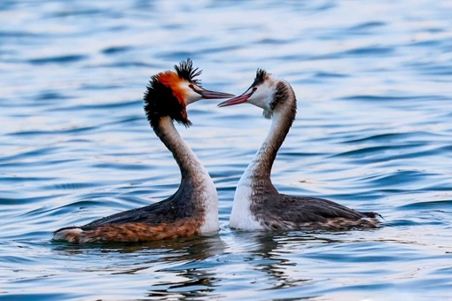 Rare water beauties loving Shandong's urban lakes