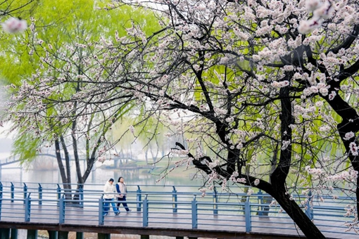 Jining becomes floral spectacle in spring