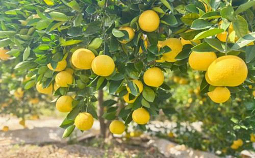 Thriving citrus industry boosts rural prosperity in Quzhou