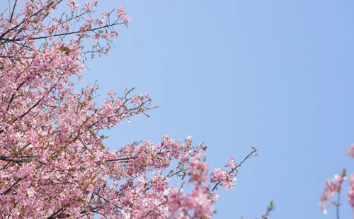 Cherry blossoms in full bloom in Quzhou